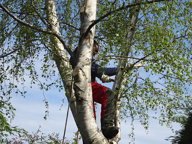 Seasonal Cleanup (Spring/Fall) in Laurence Harbor, NJ